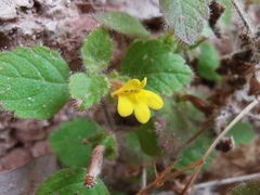 Lindenbergia muraria