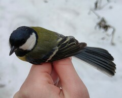 Parus major major