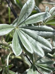 Lupinus paynei