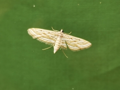 Parapoynx fluctuosalis