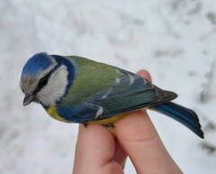 Cyanistes caeruleus caeruleus