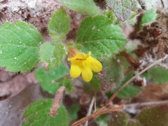 Lindenbergia muraria