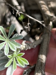 Lupinus paynei