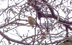 Phylloscopus collybita
