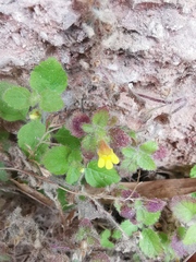 Lindenbergia muraria