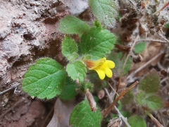Lindenbergia muraria