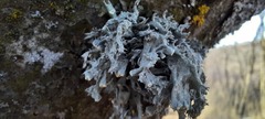 Ramalina fastigiata
