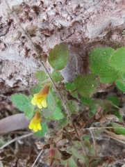 Lindenbergia muraria