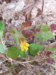 Lindenbergia muraria