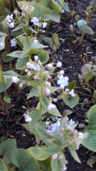 Brunnera sibirica