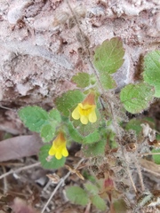 Lindenbergia muraria