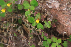 Lindenbergia muraria