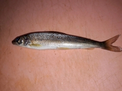 Thymallus thymallus