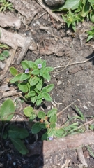 Stemodia verticillata