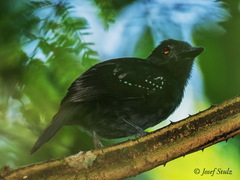 Thamnophilus bridgesi