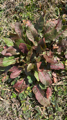 Rumex obtusifolius