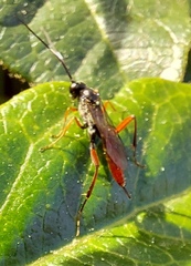 Exetastes adpressorius