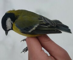Parus major major