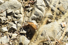 Phyciodes graphica