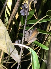 Pseudophilautus microtympanum