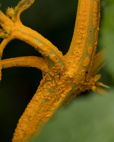 Melampsora pulcherrima