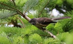 Rhipidura fuliginosa