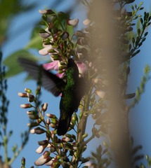 Orthorhyncus cristatus