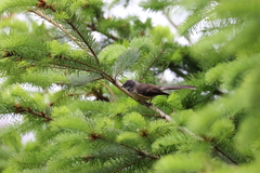 Rhipidura fuliginosa