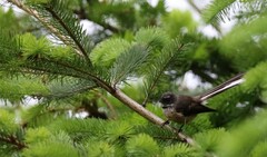 Rhipidura fuliginosa