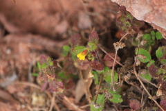 Lindenbergia muraria