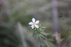 Leptosiphon floribundus