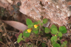 Lindenbergia muraria