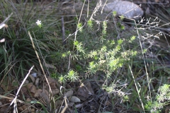 Leptosiphon floribundus