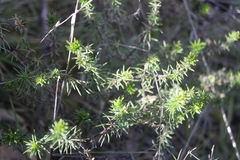 Leptosiphon floribundus