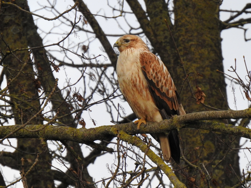 Long-legged Buzzard, photo 4 of 9