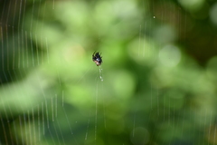 Verrucosa