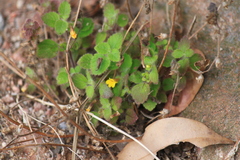 Lindenbergia muraria