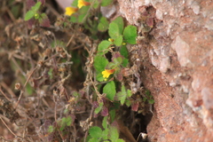 Lindenbergia muraria