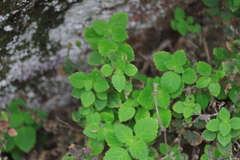 Lindenbergia muraria