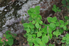 Lindenbergia muraria