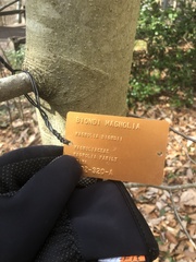 Magnolia biondii