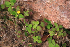 Lindenbergia muraria