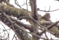 Phylloscopus collybita