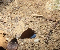 Tanaecia julii bougainvillei