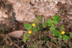 Lindenbergia muraria