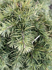 Cedrus atlantica