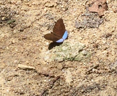 Tanaecia julii bougainvillei