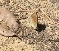 Tanaecia julii bougainvillei
