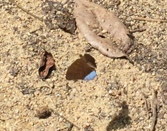 Tanaecia julii bougainvillei