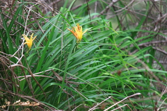 Hemerocallis fulva